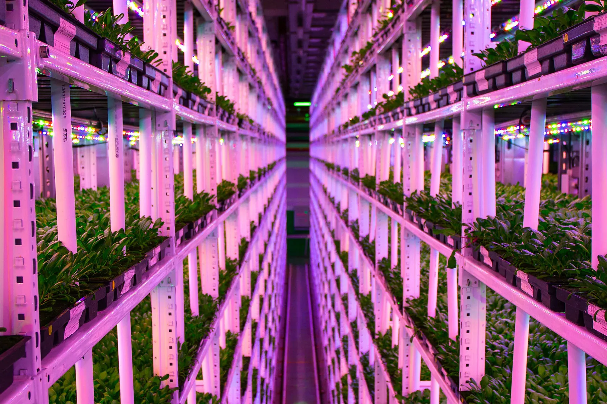 حاويات الزراعة العمودية الخالية من التربة (12)