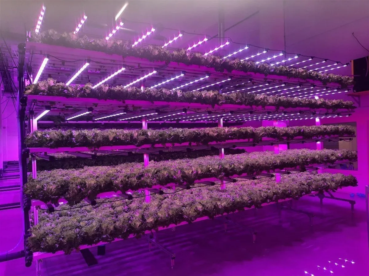 حاويات الزراعة العمودية الخالية من التربة (21)