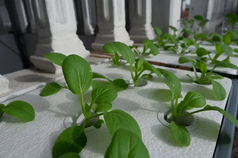 حاويات الزراعة العمودية الخالية من التربة (24)